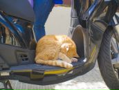 Николай Никифоров фотография #34 (источник - https://vk.com/id1563701)