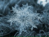 Фотография Шук Зои