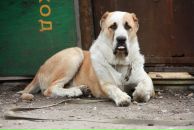 Софья Фе фотография #35 (источник - https://vk.com/id1765062)