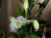 Фотография Николаевой Ирины