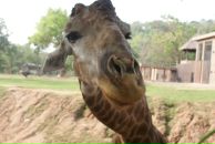 Alex Kuznechek фотография #24 (источник - https://vk.com/id561564)