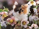 Діана Карпишин фотография #33 (источник - https://vk.com/id115249839)