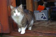 Ольга Пасиченко фотография #20 (источник - https://vk.com/id11957822)