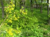 Світлана Чухій фотография #33 (источник - https://vk.com/id52486661)