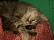 Фотография Чеченкова Кристина