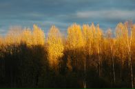 Фотография Микадова Микадо