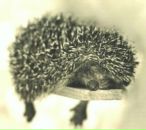 Олена Вершиніна фотография #49 (источник - https://vk.com/id7684715)