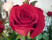 Фотография Морозовой Марии