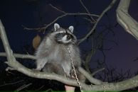 Фотография Маяцкой Оксаны