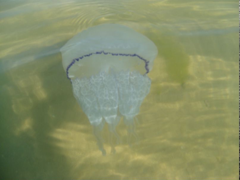 Мари Брабуs фотография #43