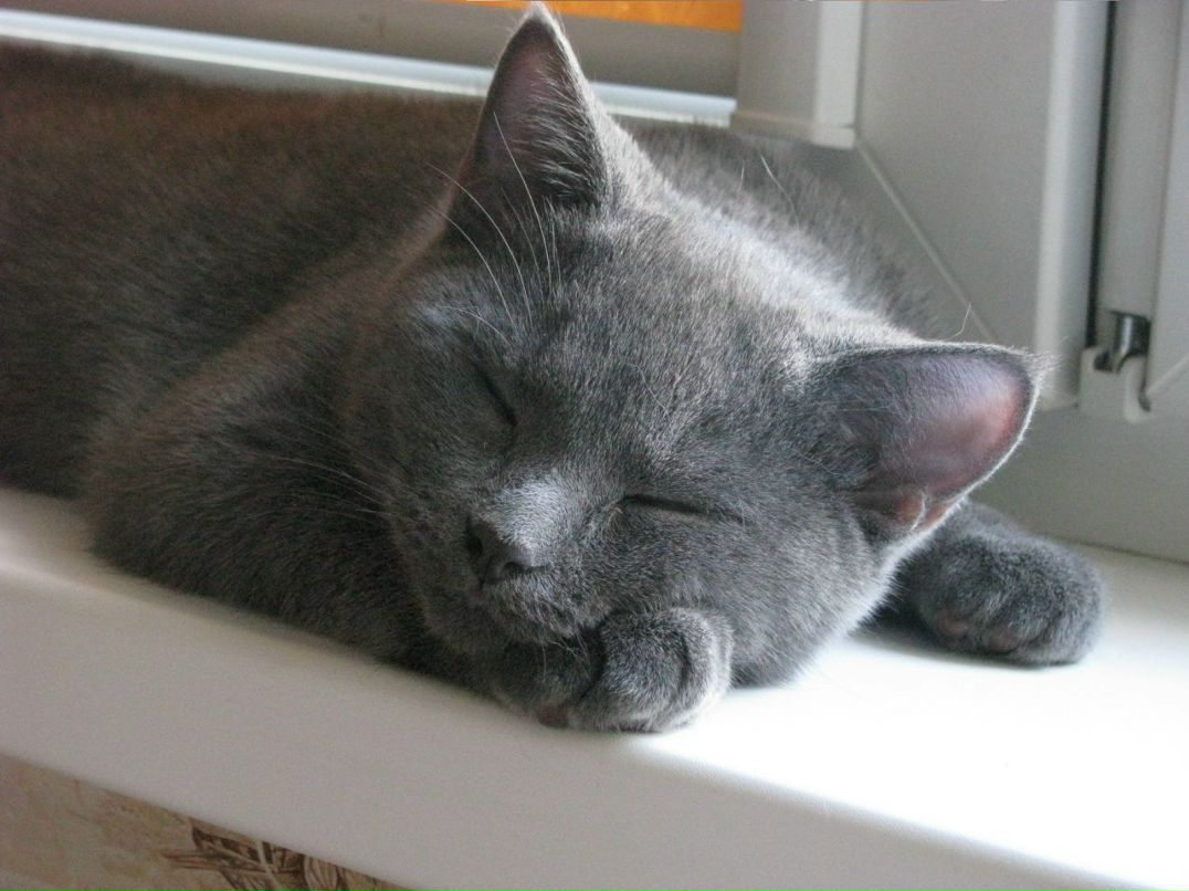 Алена Плоткина фотография #39