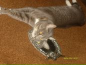 Фотография Коровиной Екатерины