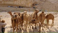 Олег Евсюков фотография #43 (источник - https://vk.com/id14283329)