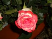 Фотография Ивановой Елены