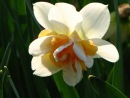 Фотография Gold Cincia