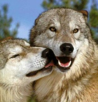 №15, Сергей Самылов №15, Сергей Самылов