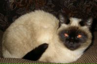 Фотография Власовой-Комаровой Ольги