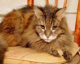 Фотография Шабанов Федор