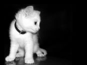 Фотография Волковой Марины