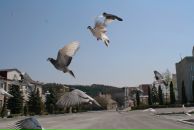 Влад Костін фотография #46 (источник - https://vk.com/id98607971)