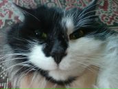 Фотография Никаноровой Лены