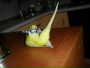 Інеса Фомівко фотография #34 (источник - https://vk.com/id145710339)