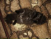 Дюрі Масяк фотография #17 (источник - https://vk.com/id19779231)