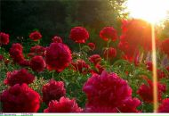 Ігор Янків фотография #9 (источник - https://vk.com/id199503162)