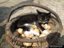 Мафік Кіт фотография #20 (источник - https://vk.com/id31292097)