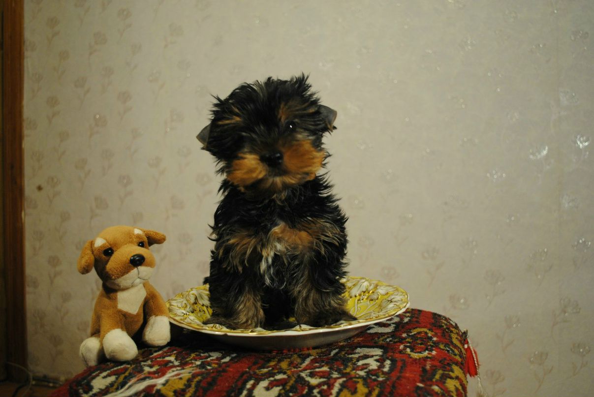 Pomx Timofeev фотография #41