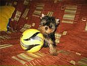 Свєтка Снігова фотография #15 (источник - https://vk.com/id81445447)