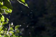 Роман Нутерман фотография #26 (источник - https://vk.com/id766871)