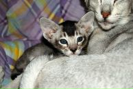 Фотография Лабор Елены