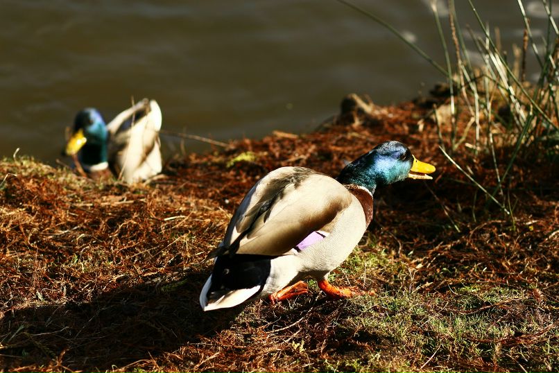 Ден Потипа фотография #49