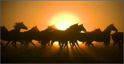 Princess ....ᵀᴹ фотография #11 (источник - https://vk.com/id98658294)