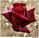 Фотография Негамаевой Таскиры