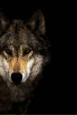 Werwolf 14\88 фотография #12 (источник - https://vk.com/id90138255)