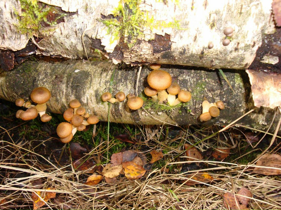 Эмма Кубло фотография #24