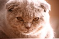 Фотография Веселова Александра