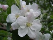 Ірина Ренкас фотография #16 (источник - https://vk.com/id26313642)