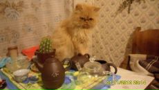 Виктор Вдовиченко фотография #2 (источник - https://vk.com/id22788360)