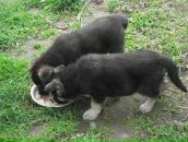 Володимир Павлів фотография #45 (источник - https://vk.com/id83585152)