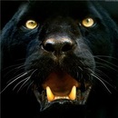 Фотография Китушкина Максима