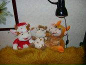 Фотография Сенникова Михаила