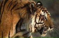 Фотография Чумака Павла