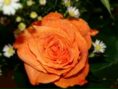 Света Смирнова фотография #44 (источник - https://vk.com/id178532)