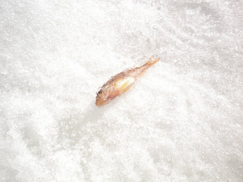 Александр Плотников фотография #47