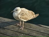 Фотография Саломыкова (Филимонова) Екатерина