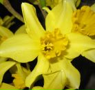 Фотография Никулин Кирилл