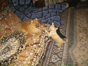 Фотография Хлебниковой Анны